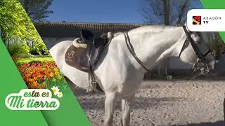 La doma clásica de caballos