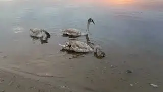 РЫБАЛКА ЗАПОРОЖЬЕ ПЛОТВА ЛОВИТЬСЯ ОЧЕНЬ ХОРОШО ЗДЕСЬ 
