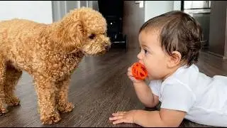 This Dog Acts Like A Human! Trying To Train The Baby