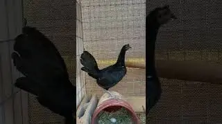 Gamefowl Breeds 2024 #shorts #rooster #gallos