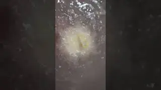 Lush Kitchen Bath Bomb - Bon Bain Bonnard