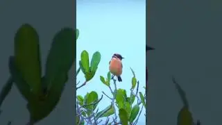 #bride #haripur #animals #youtubeshorts #abbottabadba #bajistachileno #hazar #fypシ゚viral #facebook
