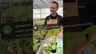 Lakatan Banana: From Philippines to Your Doorstep! #shorts