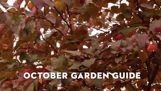 STIHL October Garden Guide with Jane Moore | October Gardening Jobs | STIHL GB