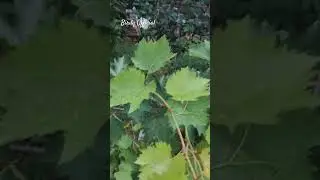 Grapes Plant Air Layering #homegarden #grapegrowing #fruit #satisfying #grape