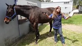How to put leg boots and wraps on properly: An Excerpt from Clare's Educational Video Series