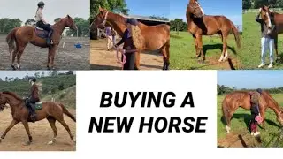 BUYING MY DREAM HORSE! || Jenn Equestrian