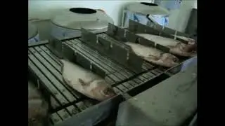 Deheading & Scaling & Fileting & Gutting & Washing Fish Machine