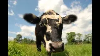 On photography and animal rights - Jo-Anne McArthur