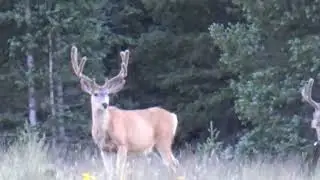 Summer Mule Deer Bucks