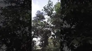 Brown monkey drank and drunk, then dance on the rope