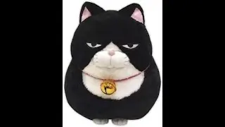 День Кота в Саппоро...вернее неделя. Зарисовки.