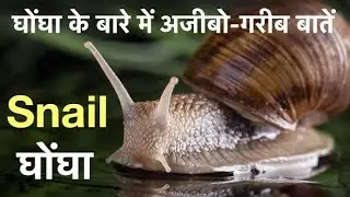 Molly Fish Tank Me Snails Hoot Ho Gaye Hai 🐌🐌