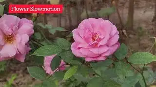 Natural Video EP -17 | Pink Rose Plant Videography
