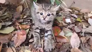 Бездомный котенок вел себя агрессивно, защищаясь, а потом вернулся домой и начал ссориться с моей...