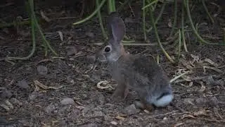 Desert Cottontail Feeding at Dusk Veteran's Oasis Park AZ
