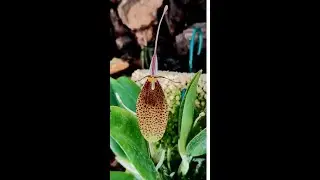Restrepia tra le pi&ugrave; interessanti orchidee degli scemi, Restrepia pandurata