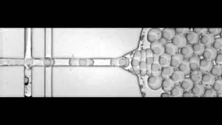 ARAbate, close-packed encapsulation of microgels