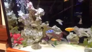 Mixed cichlid tank with Texas holey rock