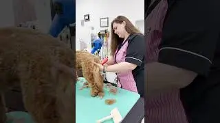 Chris Christensen K&auml;rben Slickers in the Dog Grooming Salon #slicker