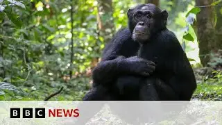 Chimpanzees &lsquo;self-medicate&rsquo; with healing plants | BBC News