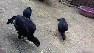 jathi kollu, all hens only 5000