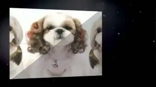 Cheap Dog Clothes - Style and Fashion Within Budget