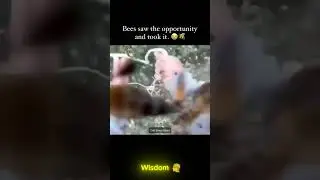 Bee harvester accidentally drops his torch 😱 #shocking #nature #scary