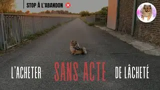 🐶 STOP aux abandons de chiens 🐾 : ✦ 100% #POMERANIAN
