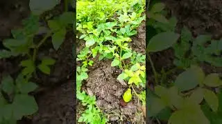 தர்பூசணி கொடி😍 #shorts #shortsfeed #watermelon #trending #viral #garden #gardening #plants #village
