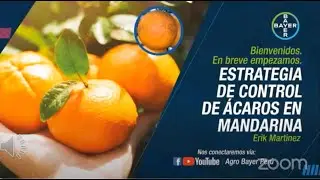 Estrategia de control de &aacute;caros en mandarina | Agro Bayer Per&uacute;