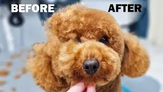 Red Poodle Bathing (Grooming & Scissors Hairstyle)