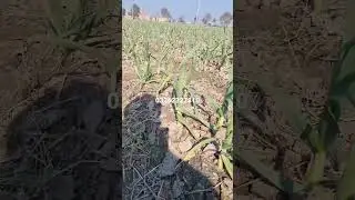garlic g1 feasibility | garlic tips | garlic g1 booking 2023