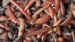 How to Charm a Worm Right Out of the Ground
