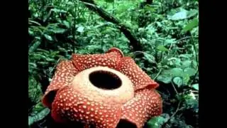 Gr&ouml;&szlig;te Blumen der Welt Rafflesia Arnoldii