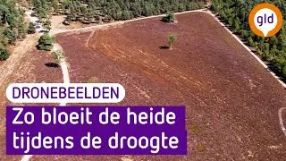 Dit is de bloeiende heide vanuit de lucht
