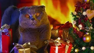 Purr-fect Festive Felines: Cats Spreading Christmas Cheer! 🎄🐱 4K Ambience Video