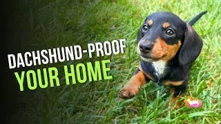 Ready for a Mini Dachshund? Puppy-Proofing Tips Every Doxie Parent Should Know! &ndash; Part 7/7