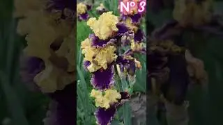 #iris #garden #flowers #floriculture #plants #perennial #botany #bloom #beautiful #ирис #сад #цветы