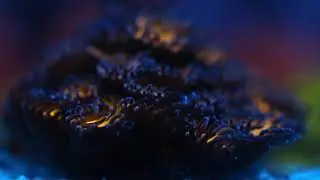 ReefShare - Leptastrea Orange LPS Coral.