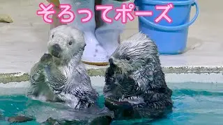 ラッコ　メイちゃんとキラちゃん　そろってのポーズです【鳥羽水族館】Sea otter May-chan Kira-chan Toba Aquarium 