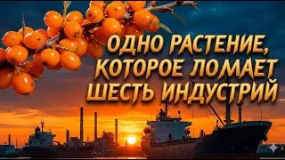 12 раз больше витамина C, чем в апельсинах: почему этот древний суперфуд скрывают от нас