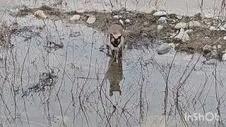 Один неверный шаг у горной реки