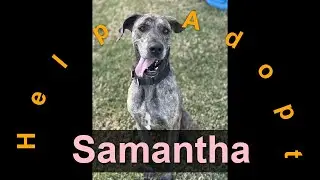 🐾Samantha has been adopted! Dog / Australia / Kingaroy / RSPCA Queensland🐾