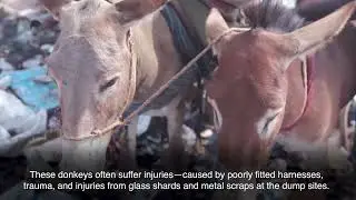 Mali&rsquo;s waste crisis | World Donkey Day 2025