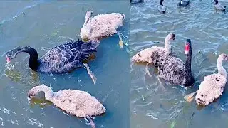 #Young Swans #stretching their wings #learning  how to forage for food #birds #birdspecies