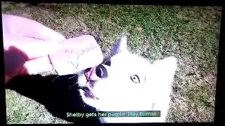 Gone to the Snow Dogs Shelby YouTube Play Button Cookies Purple One