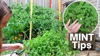 How to Harvest Mint For Beginners | Mint Tips