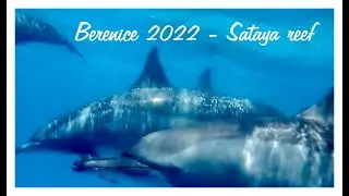 Giornata al Sataya reef, delfini!!!