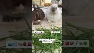 What are your bunny&rsquo;s names? | #pets #trend #rabbits